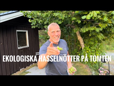 Plocka hasselnötter ekologiskt – När och hur du ska skörda och förvara hasselnötter