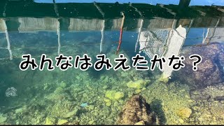 おさかなさんをさがしにいこう！#うみ #夏川うみ #海釣り