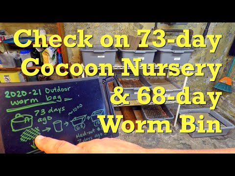 73-day cocoon nursery from outdoor worm bag after 1st haul out of worms 7 days ago - vermicompost