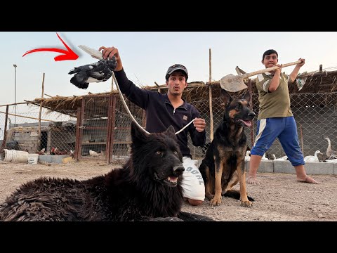 أفعى مرعبة داخل المزرعة! 🐍 مطاردة خنازير برية بالكلاب 🔥
