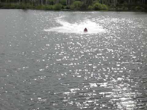 naviják na pískovně Vlkov