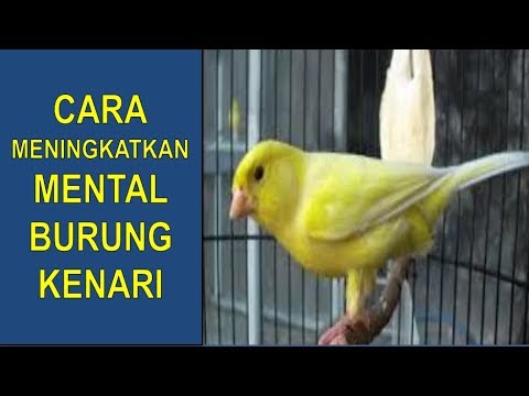 Orang porno dengan penis kecil Bagaimana membangkitkan kata wanita