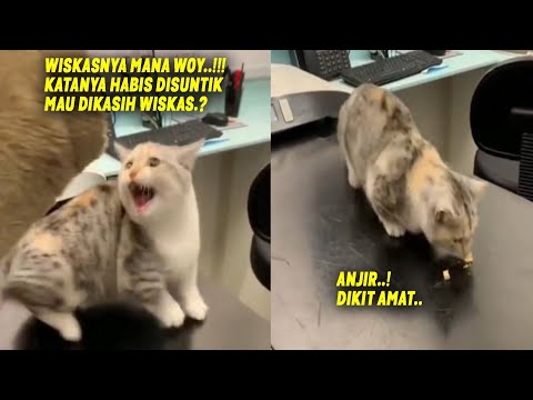 LUCU BANGET.! Kesakitan Habis Disuntik, Si Kucing Marah-marah Minta Wiskas Sama Dokter ~ Kucing Lucu