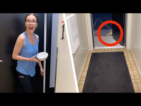 Quando vedono questo gatto non hanno la minima idea di quello che sta per succedere