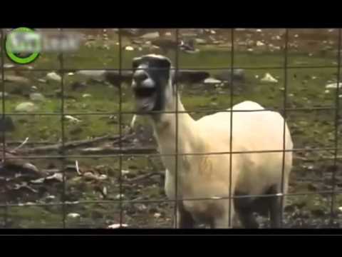 Whitney Houston Goat Remix