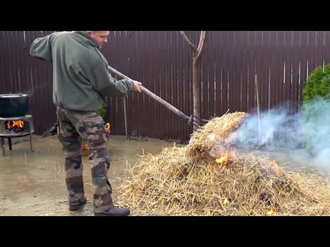 Taierea si transatul porcului 2022! Soric gustos făcut la paie!