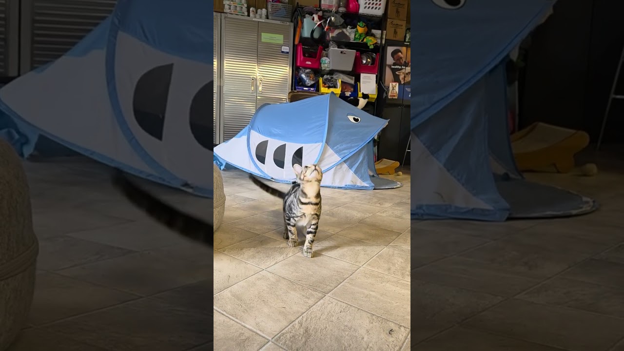 Enlarge Kage, a Adoptable Domestic Short Hair in Laramie, WY video 6/6