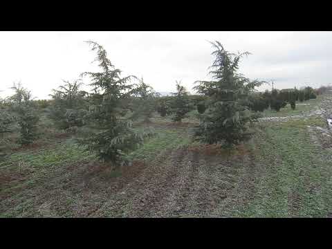 Cedrus deodara eisregen