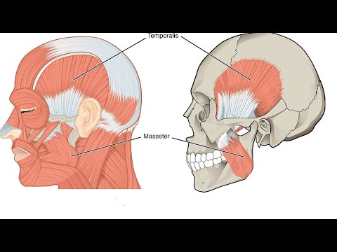 Two Minutes of Anatomy: Temporalis Muscle