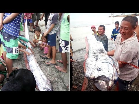 Click to Watch the Oarfish strandings in Philippines could mean massive quake coming video Click to Watch the Oarfish strandings in Philippines could mean massive quake coming video