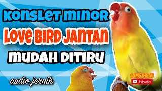 Download lagu Masteran konslet love bird jantan minor - audio jernih mp3