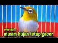 pleci ngalas mancing lawan cocok untuk terapi pleci di musim hujan agar tetap gacor