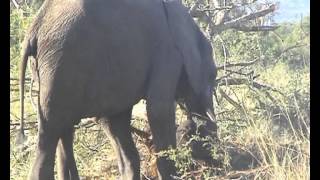 preview picture of video 'Southern Africa Mammals: African Elephant digging up and feeding on tree roots'