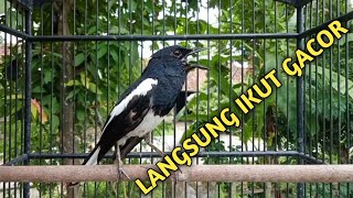 Download lagu Suara burung Kacer ngeplong ini paling ampuh untuk pancingan Kacer agar emosi mp3