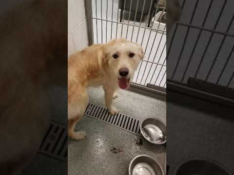 Tina, an adopted Goldendoodle & Yellow Labrador Retriever Mix in Warrenville, IL_image-1