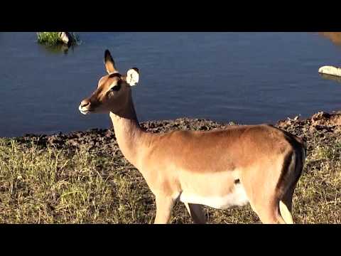 Djuma: Impala herd - 16:35 - 09/09/18