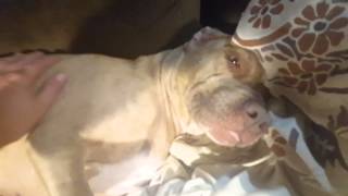 Dog caught sleeping when owner returns from work