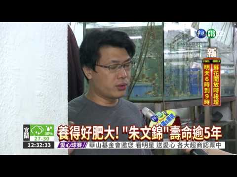 玉如意魚壽命