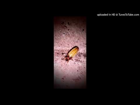 Ned Bundy - Kitchen Table