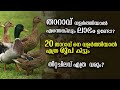 backyard Duck farming | Duck farming malayalam | താറാവ് വളർത്തൽ | Poultry Media