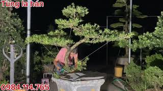 Dragon-shaped la han pine | Price several million | Nam Dinh la han pine