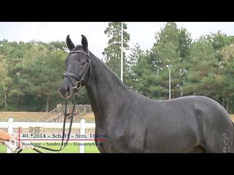 40 Hengst v  Bordeaux   Sandro Hit