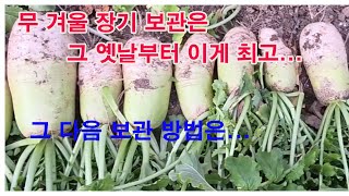 무 겨울 장기 보관은 그 옛날부터 이게 최고... 그럼 그 다음 보관 방법은...(텃밭 무 재배, 무 보관,…