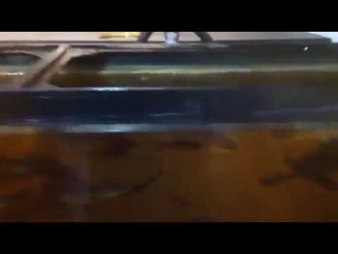 Brook trout at Discovery Museum