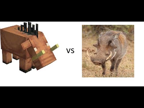Hoglins in real life vs Hoglins in Minecraft