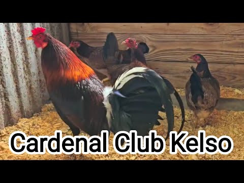 Pure Cardinal Club Kelso Jeremy Chandler Farm Juan Santos
