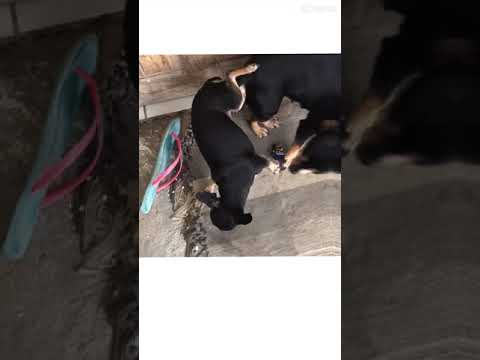 Pinscher cruzando “Mel”