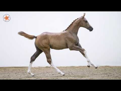 58. Unique by Nature Z (Untouchable x Vigo d'Arsouilles) - www.prinsjesdag.eu