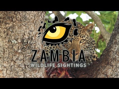 Zambia 