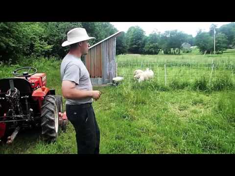 Moving Our Grass-Fed Sheep to Fresh Pasture