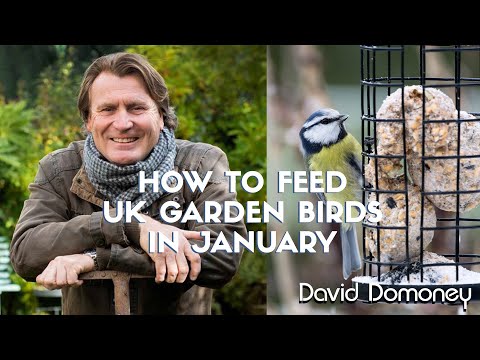 How to care for garden birds in the UK in January