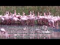 Lesser Flamingo Feeding Methods