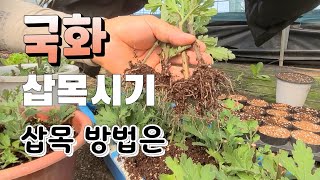 가을철 예쁜 국화꽃 보려면 꼭 해야 하는것 간단하게 삽목하는 방법 삽목시기