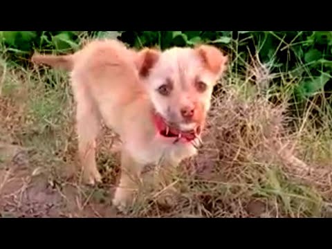 Puppy Sounds For Dogs | Puppy Sounds | Puppy Barking | Puppy Video | Aashiq Noor