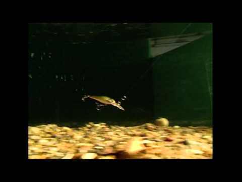 Smith Jade MD 43mm 2.4g 12 SP