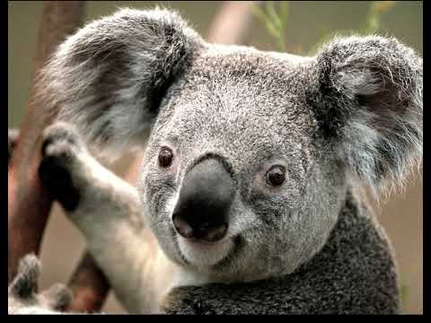 Deeeer simulator ost: giant koala 