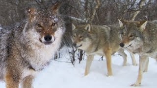 Meeting a Wolf Pack | Deadly 60 | Earth Unplugged