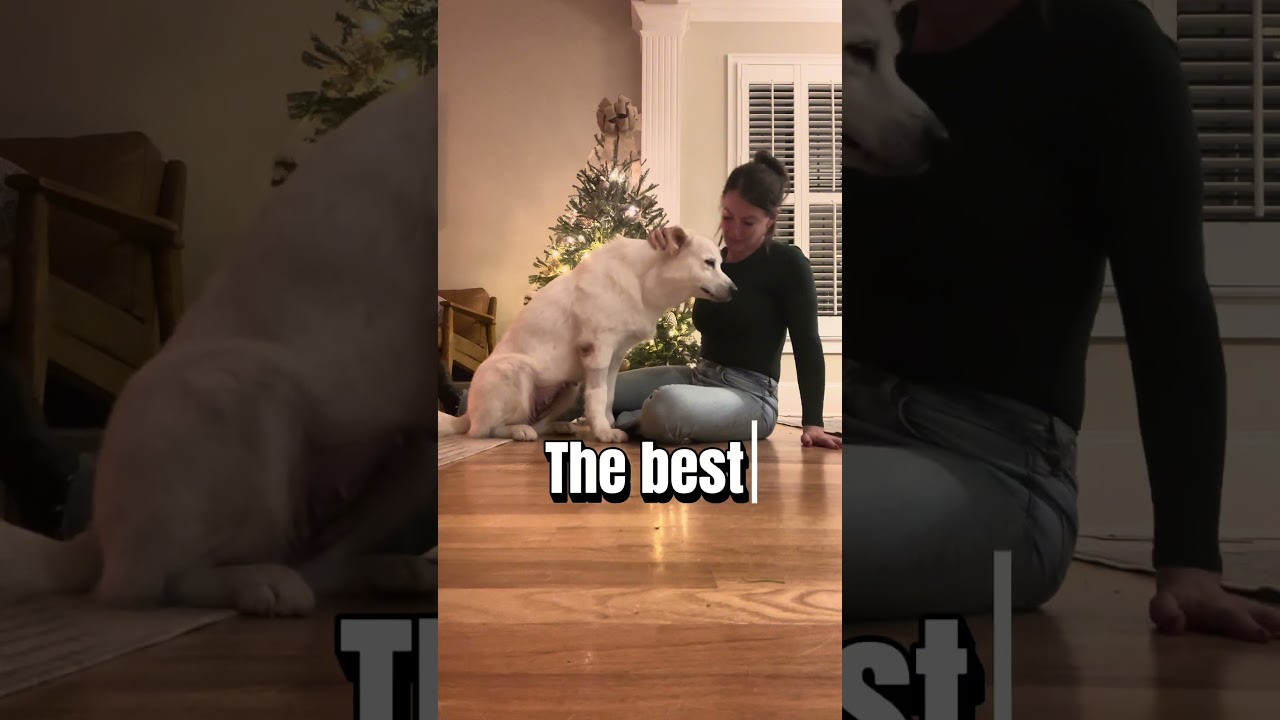 Enlarge Dolly, a Adoptable mixed breed in Cumming, GA video 4/4