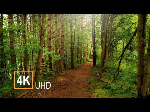 Peaceful Virtual Hike through Canadian Green Forest & Red Woods with Bird Sounds | 4K UHD | Not AI