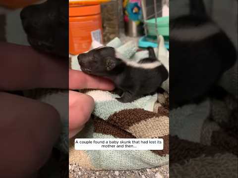A couple found a baby skunk that had lost its mother and then... #animalshorts #animalrescue