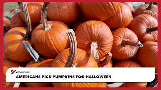 Americans pick pumpkins for Halloween | Vietnam Today