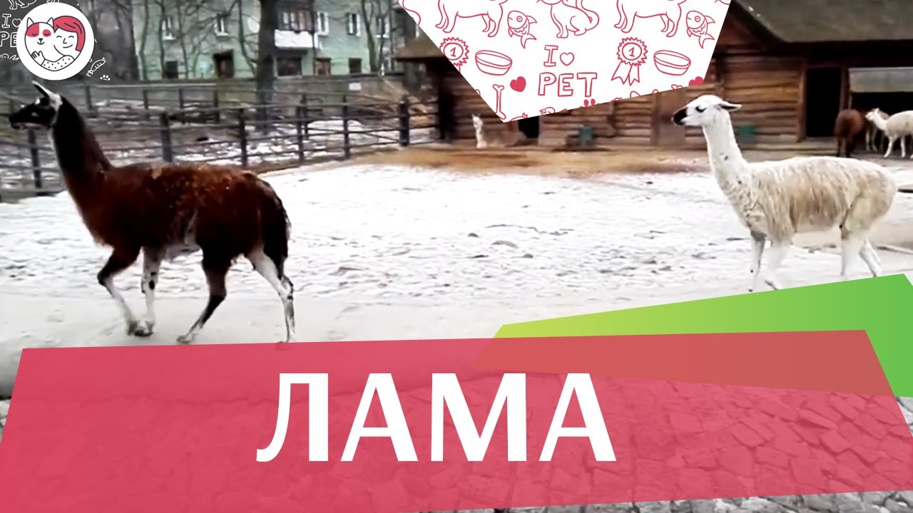 Лама Мех на ilikepet