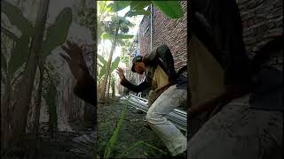 Download lagu Hitokiri Battosai Panen Pisang #shorts mp3 Download lagu Hitokiri Battosai Panen Pisang #shorts mp3