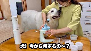 かき氷なのになぜか宝探しゲームになってた愛犬【ヘタっぴ編】
