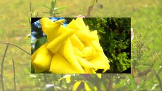 WALKING IN THE AIR❀❀❀ ANDRÉ RIEU & ROSA live beautiful video made by me HD mp4