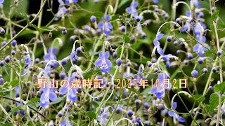 野山の歳時記　山地や溜池周辺で見かけた秋の花　2025年10月2日